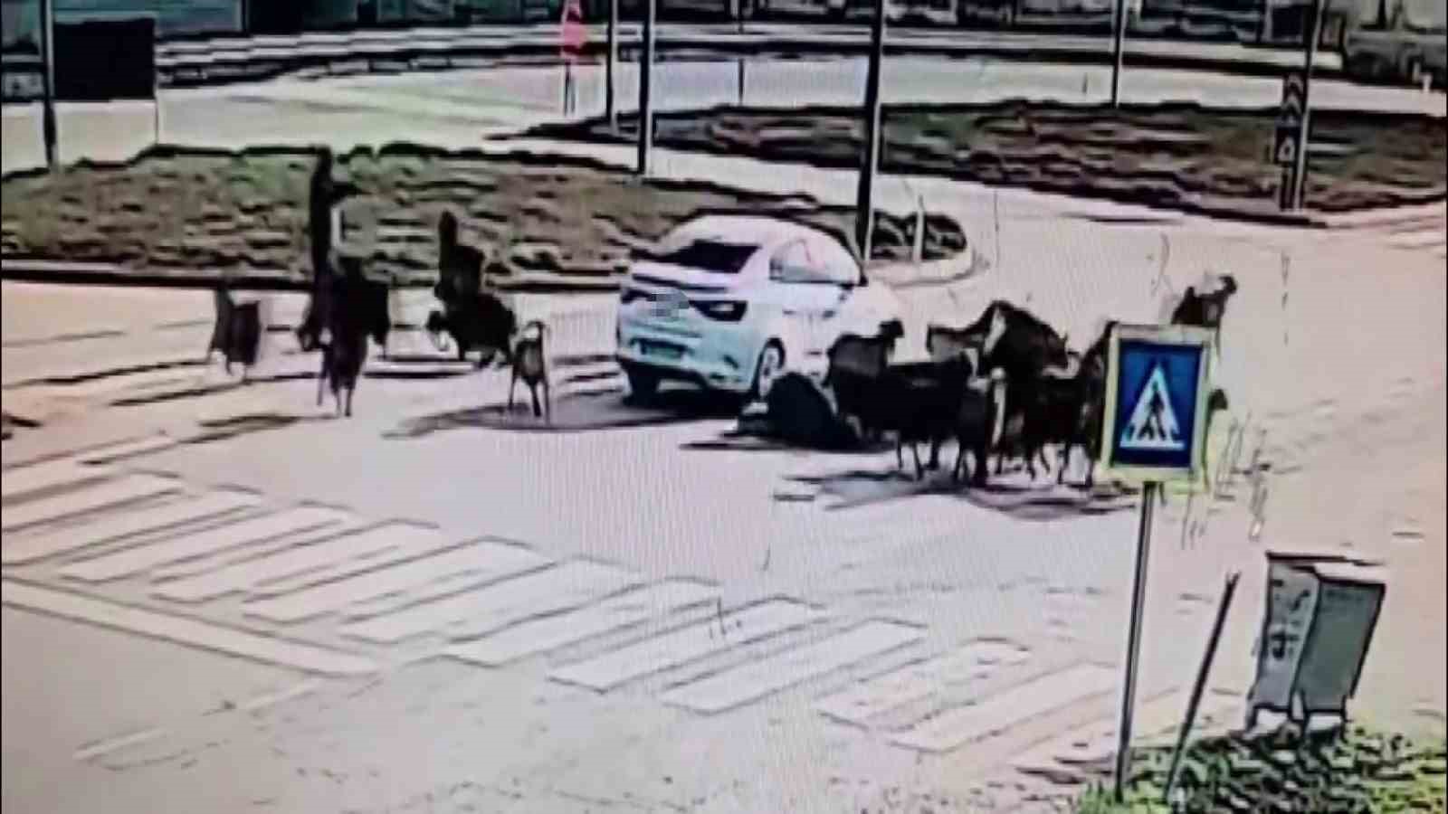 otomobilin koyun surusunun arasina daldigi anlar kamerada 1 tTmGPBTk