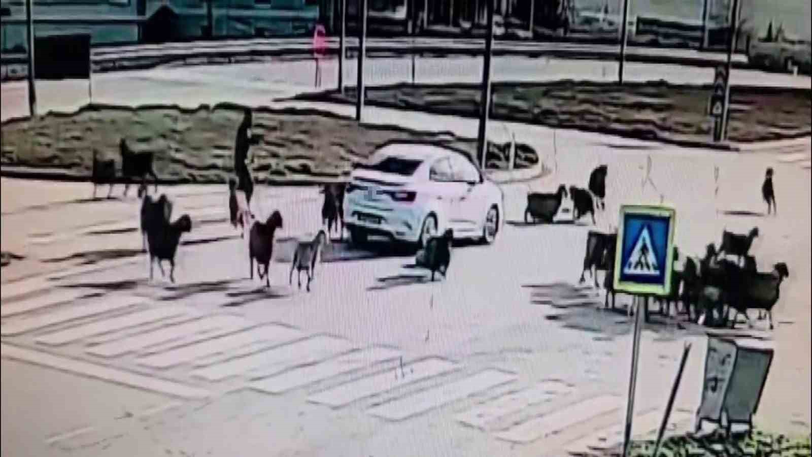 otomobilin koyun surusunun arasina daldigi anlar kamerada 2 bJz1gfvI
