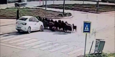 otomobilin-koyun-surusunun-arasina-daldigi-anlar-kamerada-RkMhsEij.jpg