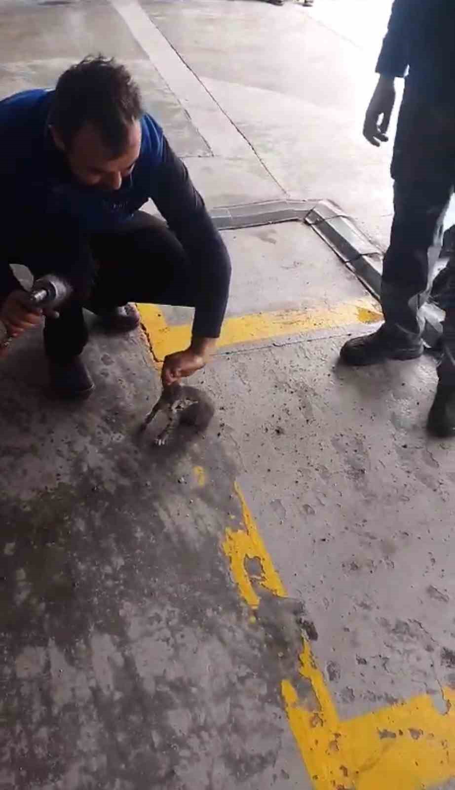 otomobilin motoruna giren yavru kedi kurtarildi 0 TiZmXQm5