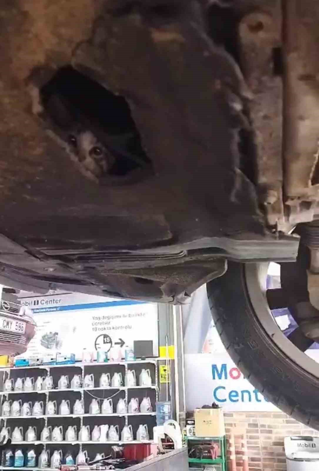 otomobilin motoruna giren yavru kedi kurtarildi 4 K8CRDOPT
