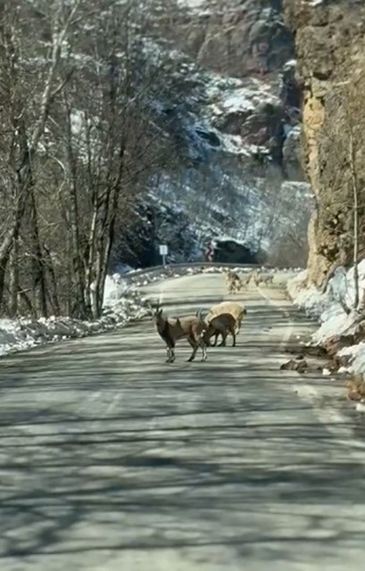 ovacik yolunda dag kecisi surusu yolu kapladi 1 sKOaq6EF