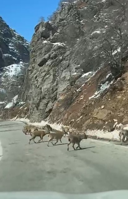 ovacik yolunda dag kecisi surusu yolu kapladi 3 9eWCCKjg