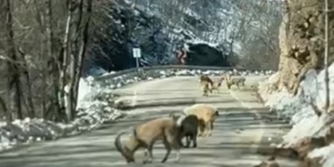 ovacik-yolunda-dag-kecisi-surusu-yolu-kapladi-94SBQJTL.jpg