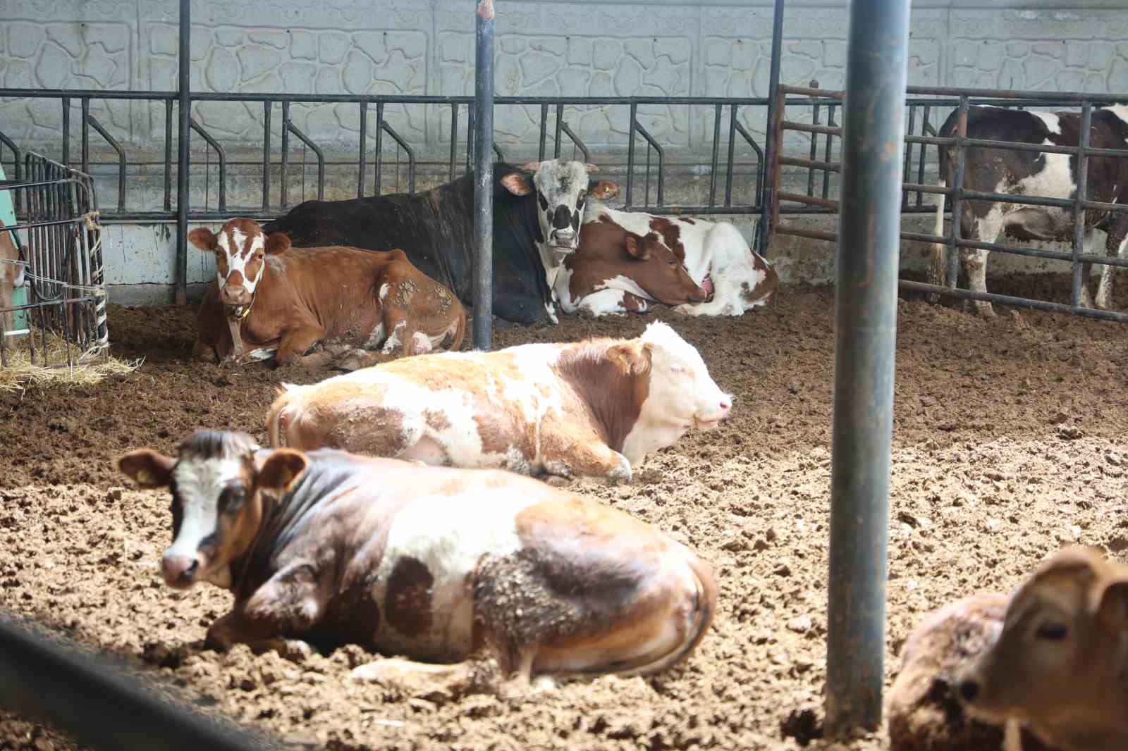 ozel secip ozenle buyuttugu boganin agirligi 1 tonun uzerine cikinca 500 bin liraya satti GyidtHeJ