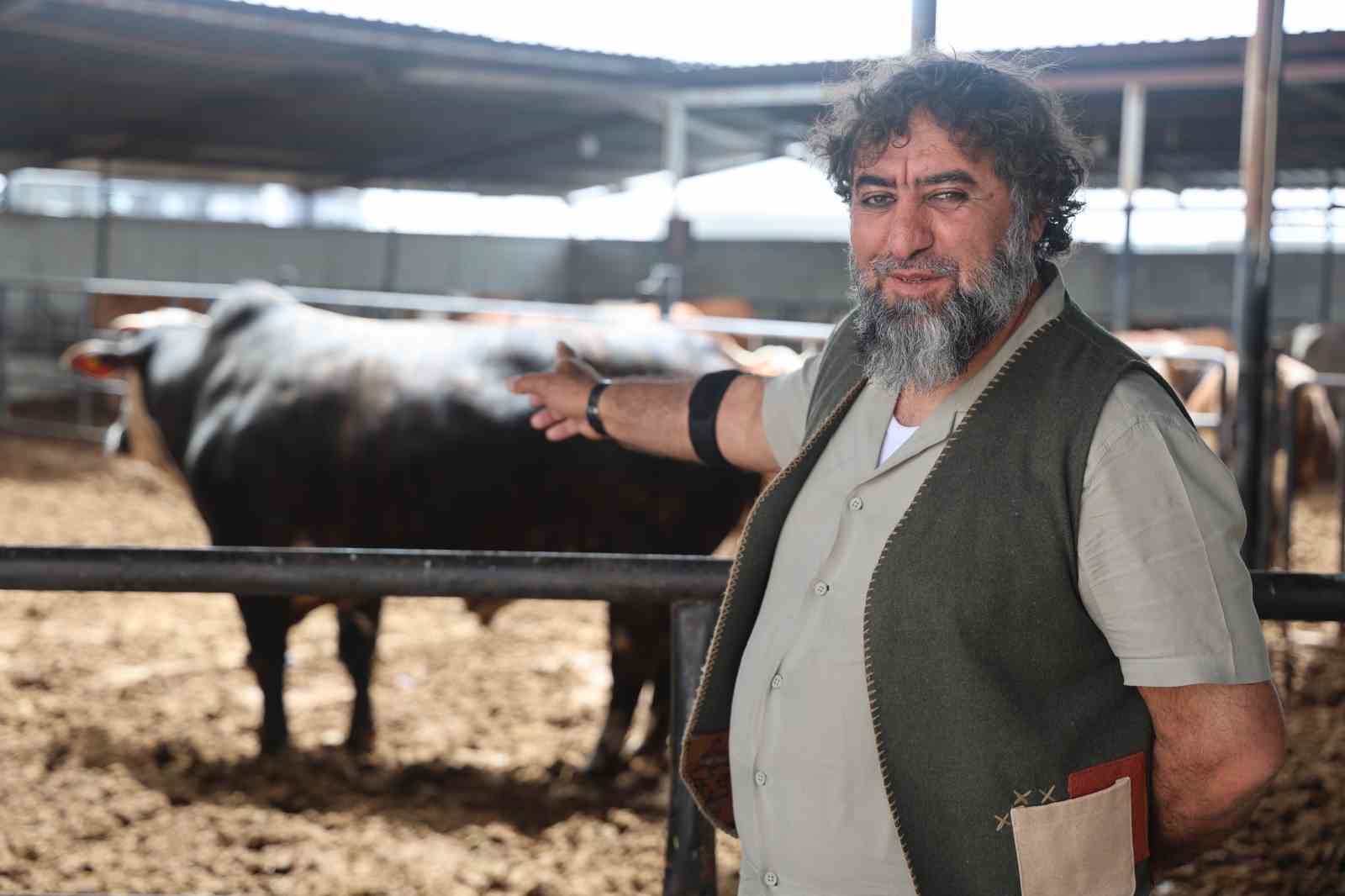 ozel secip ozenle buyuttugu boganin agirligi 1 tonun uzerine cikinca 500 bin liraya satti c1lf3OII