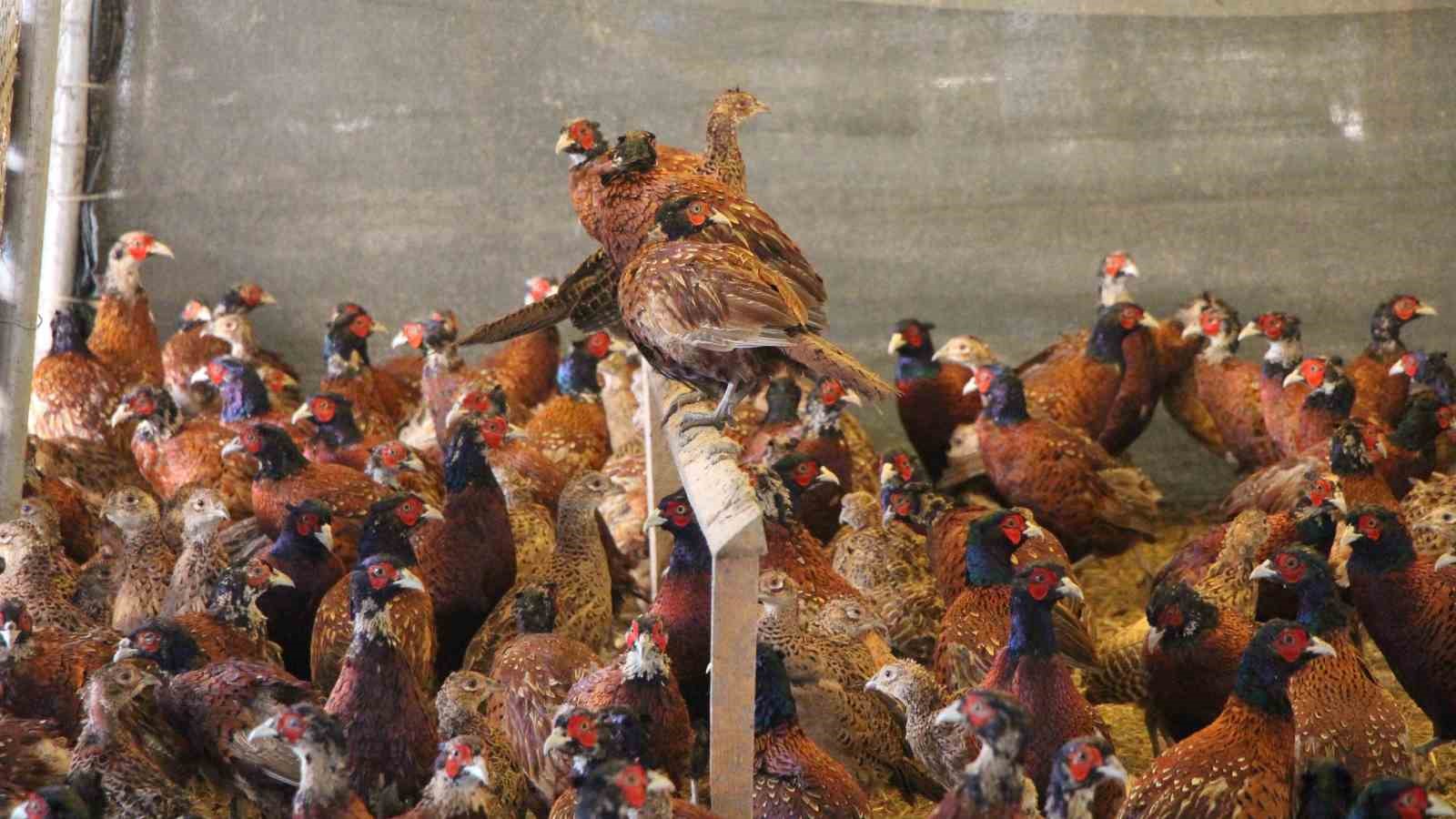 padisah sofralarinin vazgecilmeziydi amasyada sulun eti yeniden sofralara donuyor 3 OOGzUM6W