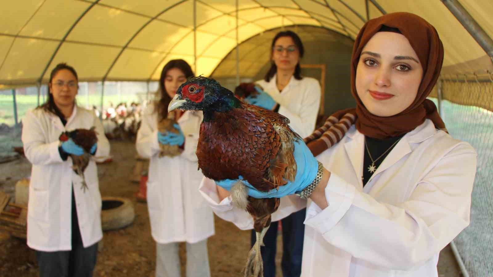 padisah sofralarinin vazgecilmeziydi amasyada sulun eti yeniden sofralara donuyor 4 BVAaN1Lf