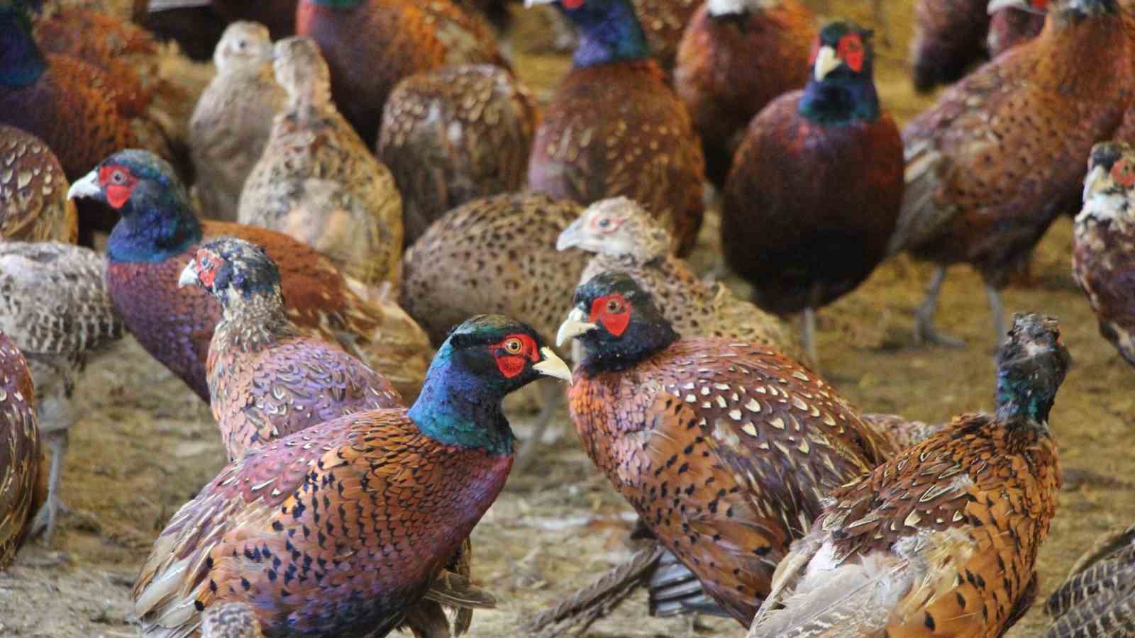 padisah sofralarinin vazgecilmeziydi amasyada sulun eti yeniden sofralara donuyor 5 BzB4KeIO