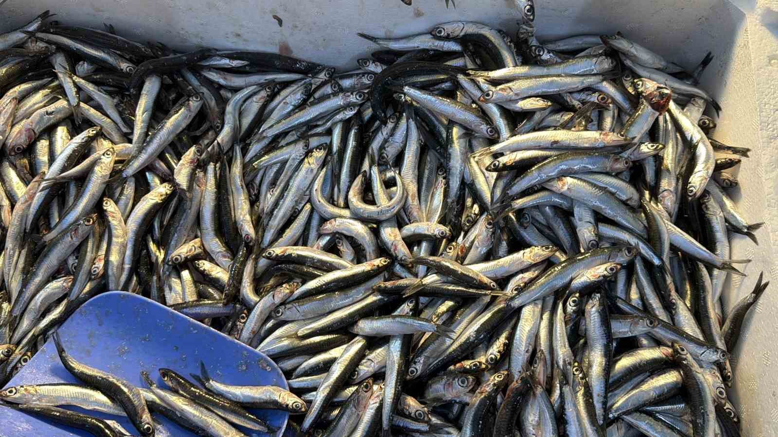 palamut gurcistana kacinca tezgahlar hamsiyle doldu 0 U6HYjA9P