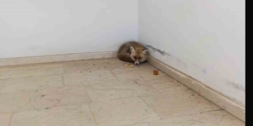 paluda-okulun-icine-giren-tilki-kamerada-5q3WLFqD.jpg