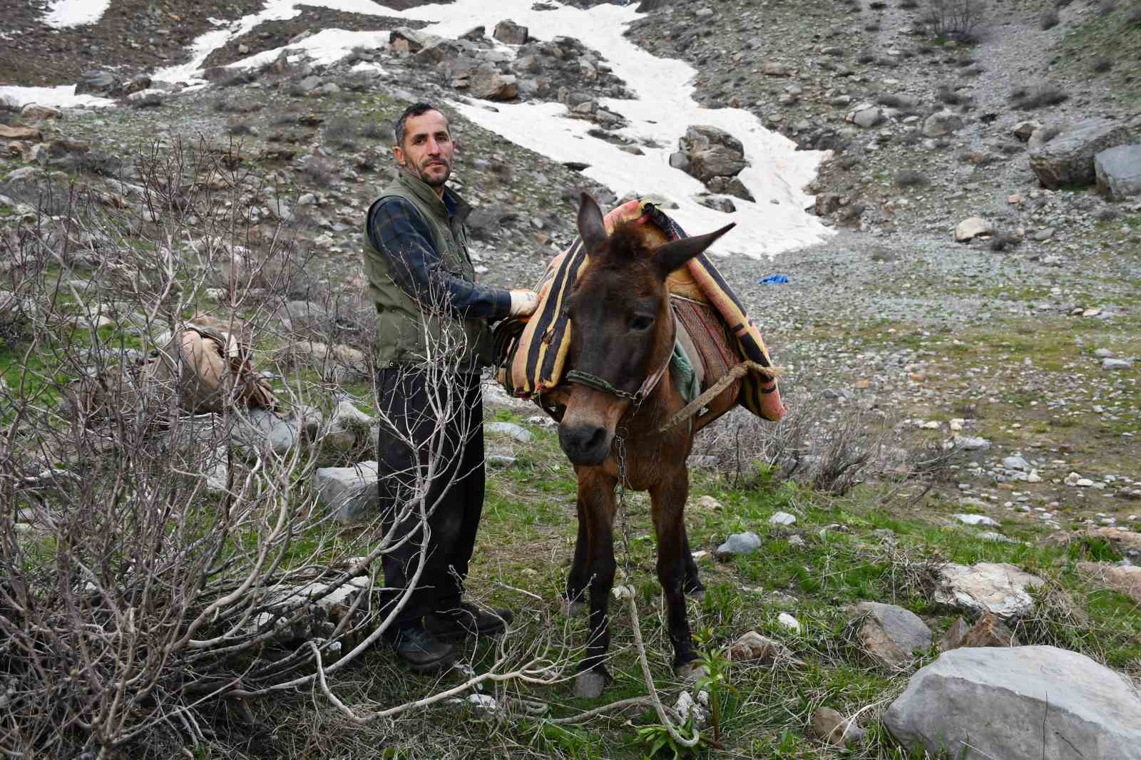 pancar toplamak icin dag bayir demeden geziyorlar 1 N5OD3fX3