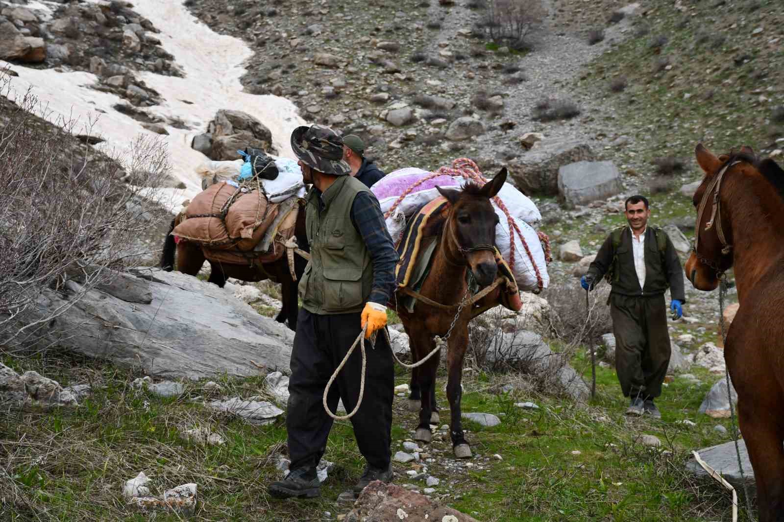 pancar toplamak icin dag bayir demeden geziyorlar 6 amdIZfJW