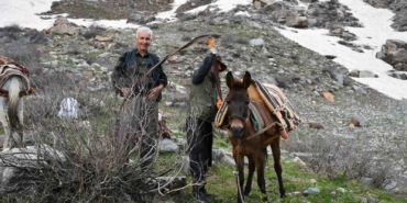 pancar-toplamak-icin-dag-bayir-demeden-geziyorlar-7hFqSaDY.jpg