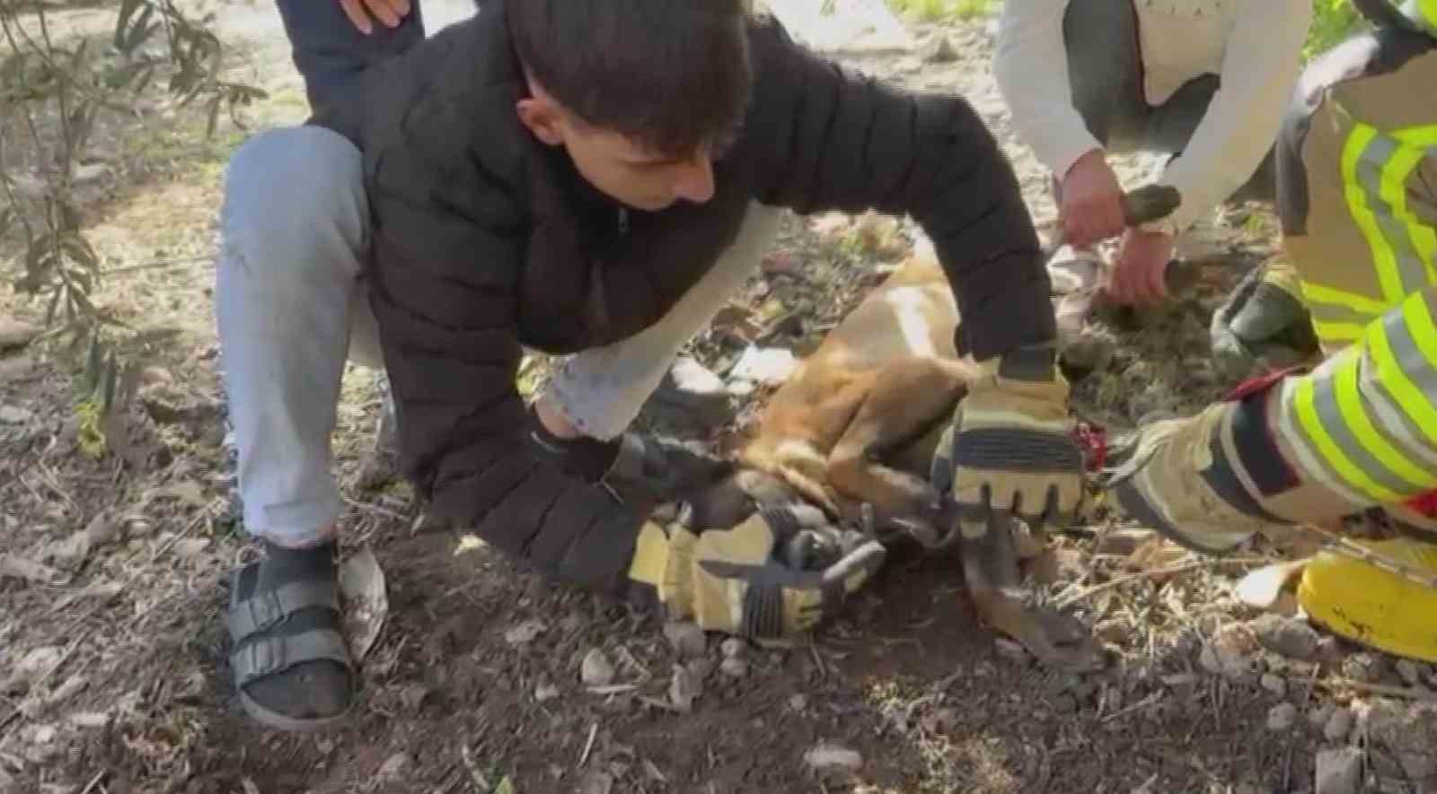 patisi zincire sikisan kopege hayat kurtaran mudahale 1 Z12kjRKu