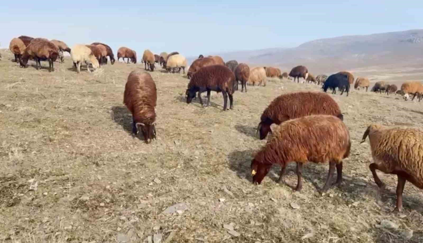 patnosta kar yagmamasi ciftcilerin yuzunu guldurdu 2 KIyaSZfI