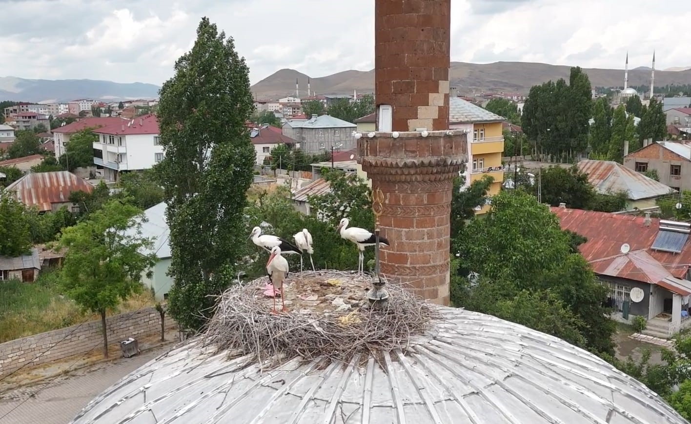 patnosta leylekler yuvalarina temmuzda dondu 0 59cUKVOR