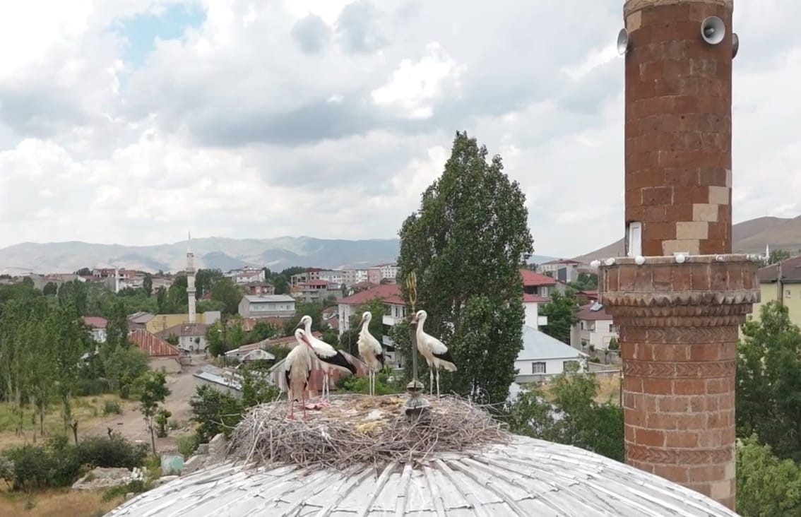 patnosta leylekler yuvalarina temmuzda dondu 1 MFz9bcdJ