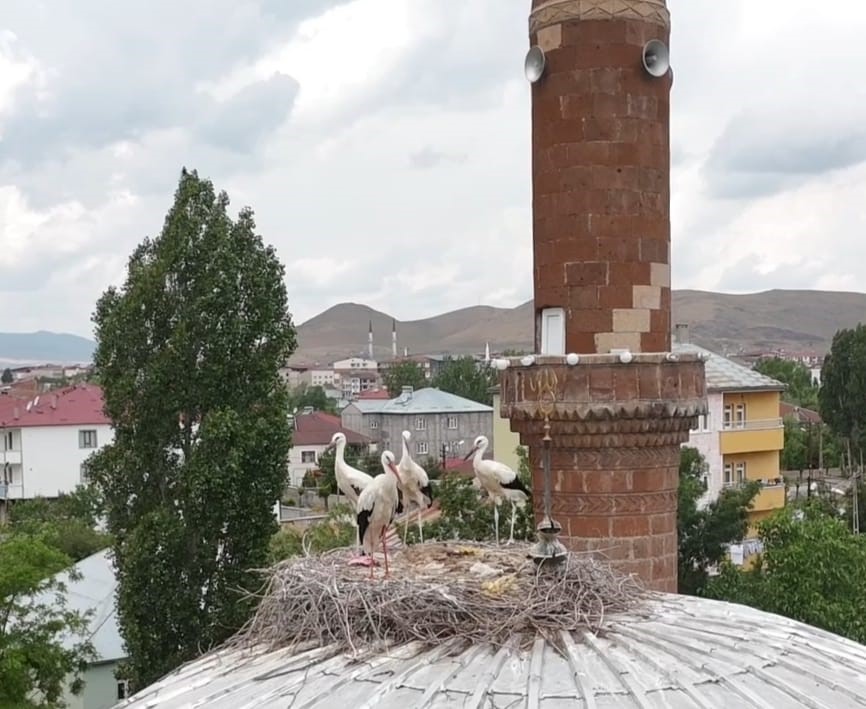 patnosta leylekler yuvalarina temmuzda dondu 2 7hhWO6bc