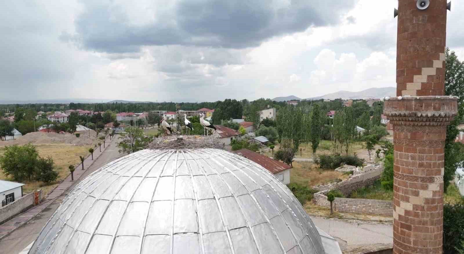 patnosta leylekler yuvalarina temmuzda dondu 4 Iuj9GsXl
