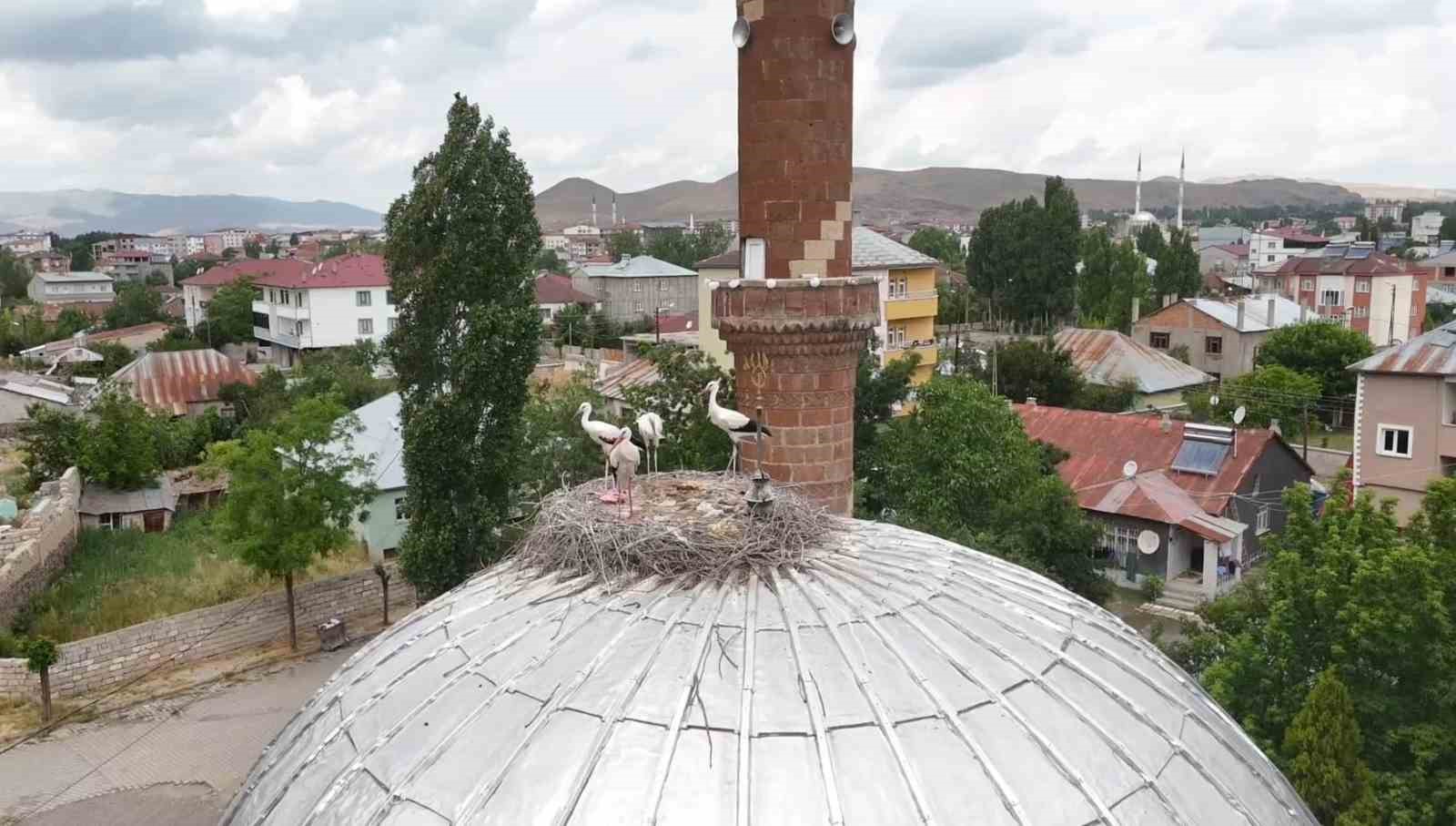 patnosta leylekler yuvalarina temmuzda dondu 5 4kI4qVtU