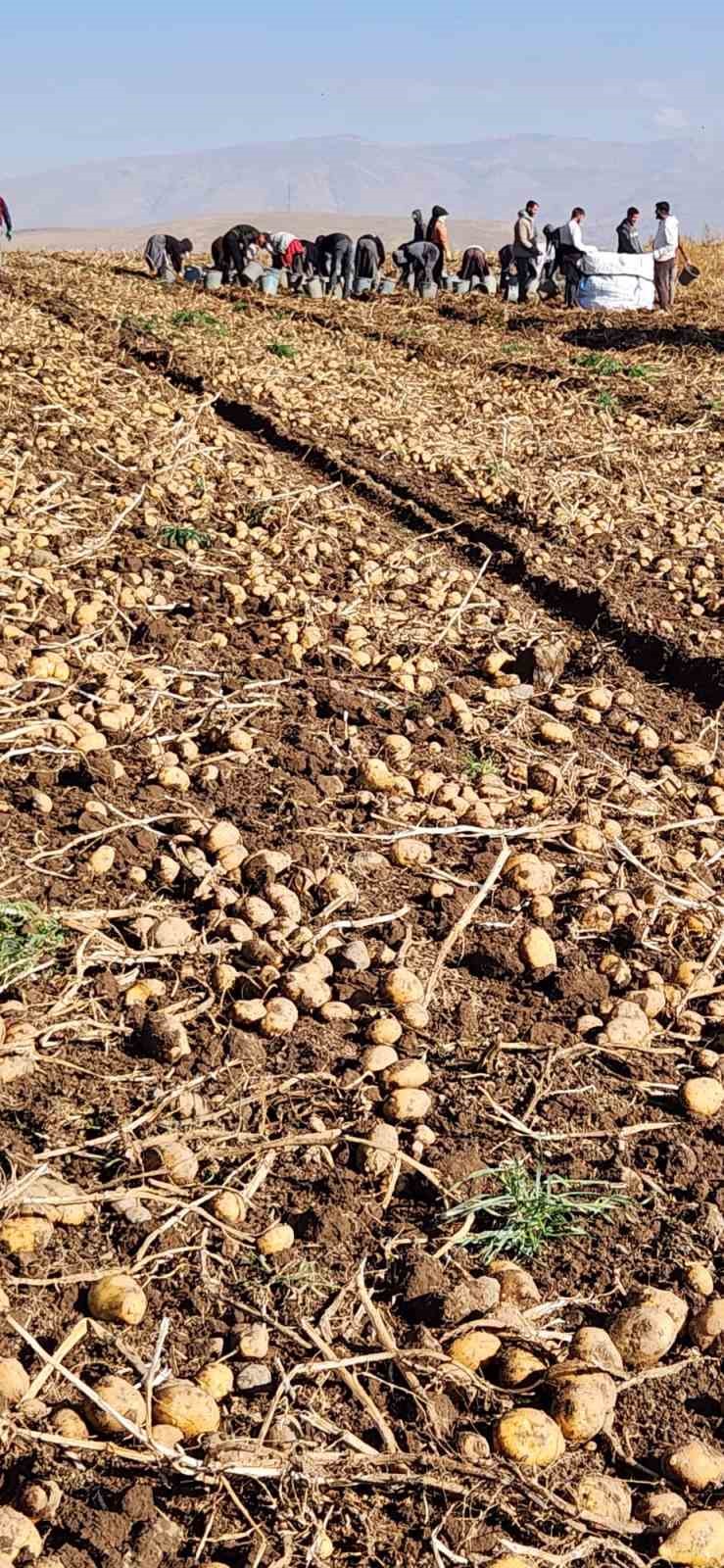 patnosta patates hasadi tamamlandi 500 donum araziden bin 650 ton urun elde edildi 7uMvpypu