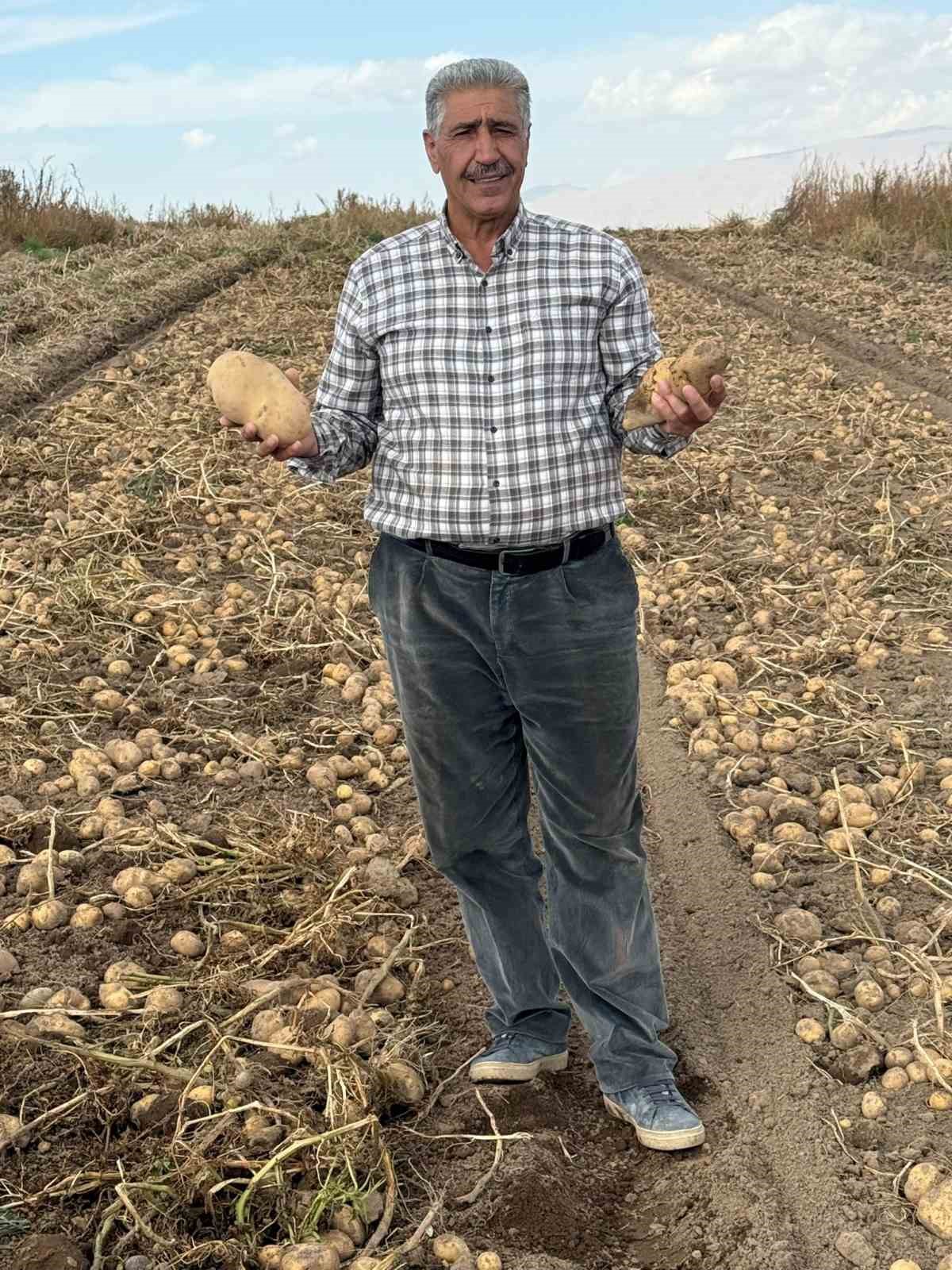 patnosta patates hasadi tamamlandi 500 donum araziden bin 650 ton urun elde edildi khJVWZ1n