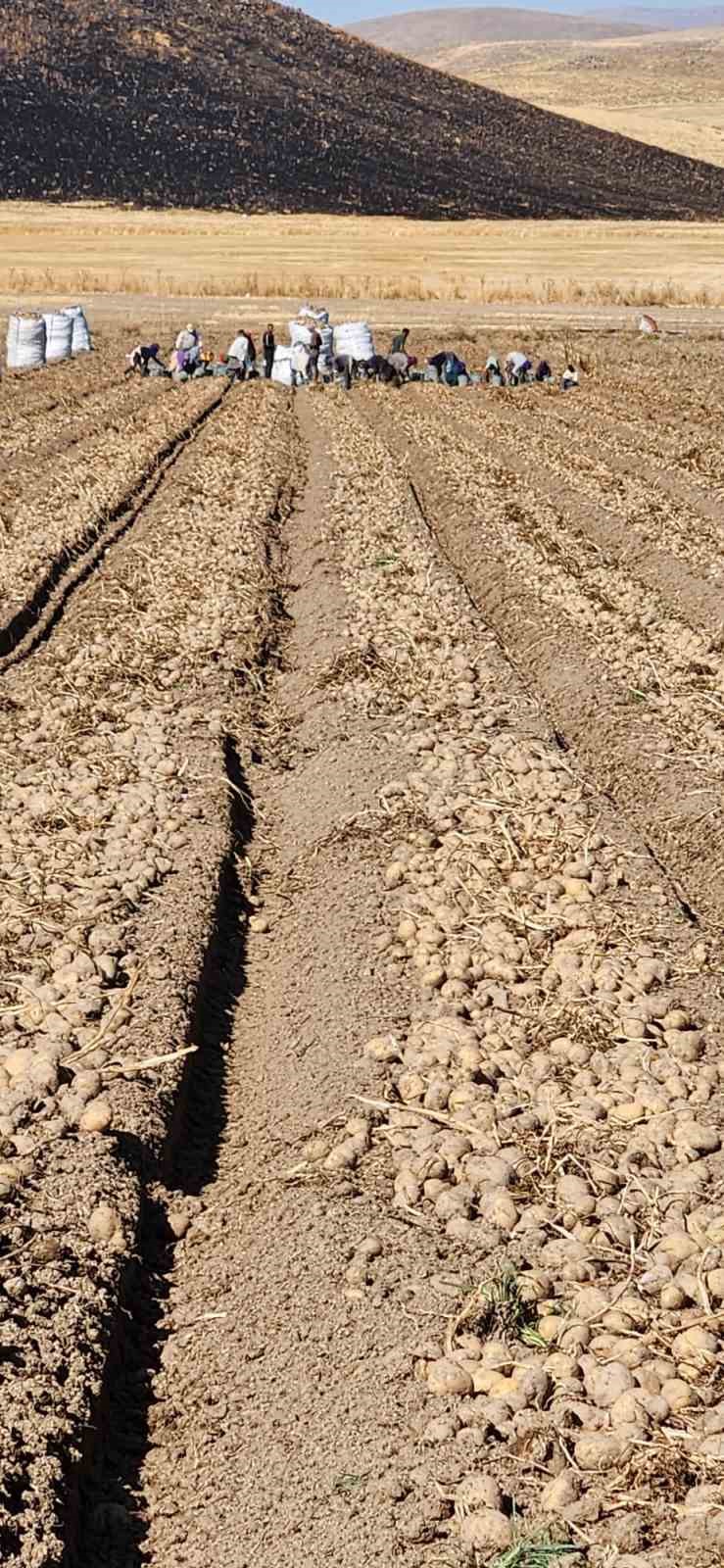 patnosta patates hasadi tamamlandi 500 donum araziden bin 650 ton urun elde edildi pNqrWaqK