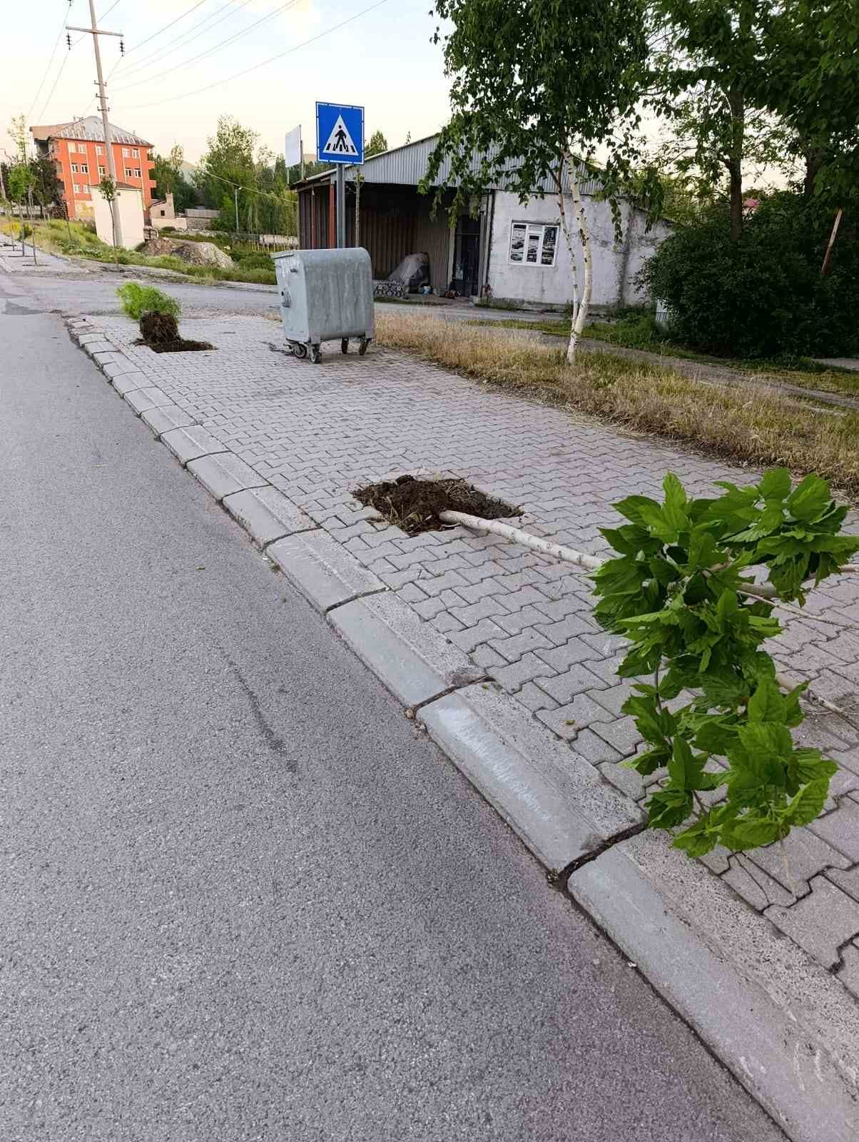 patnosta yeni dikilen 15 agaca zarar verildi 0 QlXuzdeN