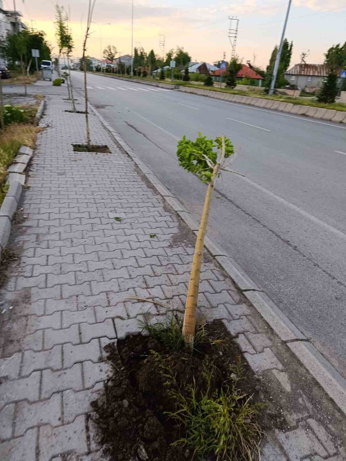 patnosta yeni dikilen 15 agaca zarar verildi 1 wQftySvk