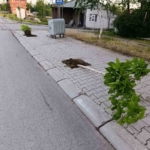 patnosta-yeni-dikilen-15-agaca-zarar-verildi-BlzZbLEG.jpg