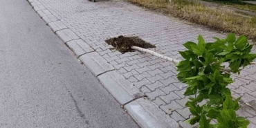 patnosta-yeni-dikilen-15-agaca-zarar-verildi-BlzZbLEG.jpg