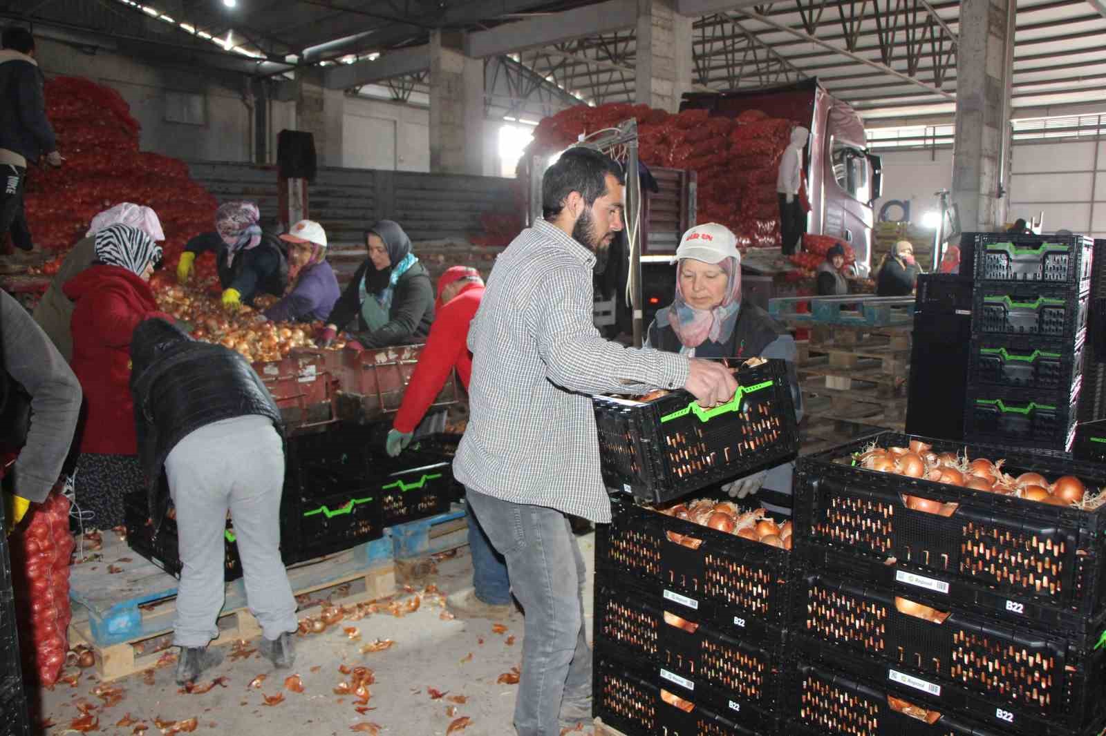 pazarin en ucuzu sogan amasyadan avrupaya gonderiliyor 0 LDBYimma
