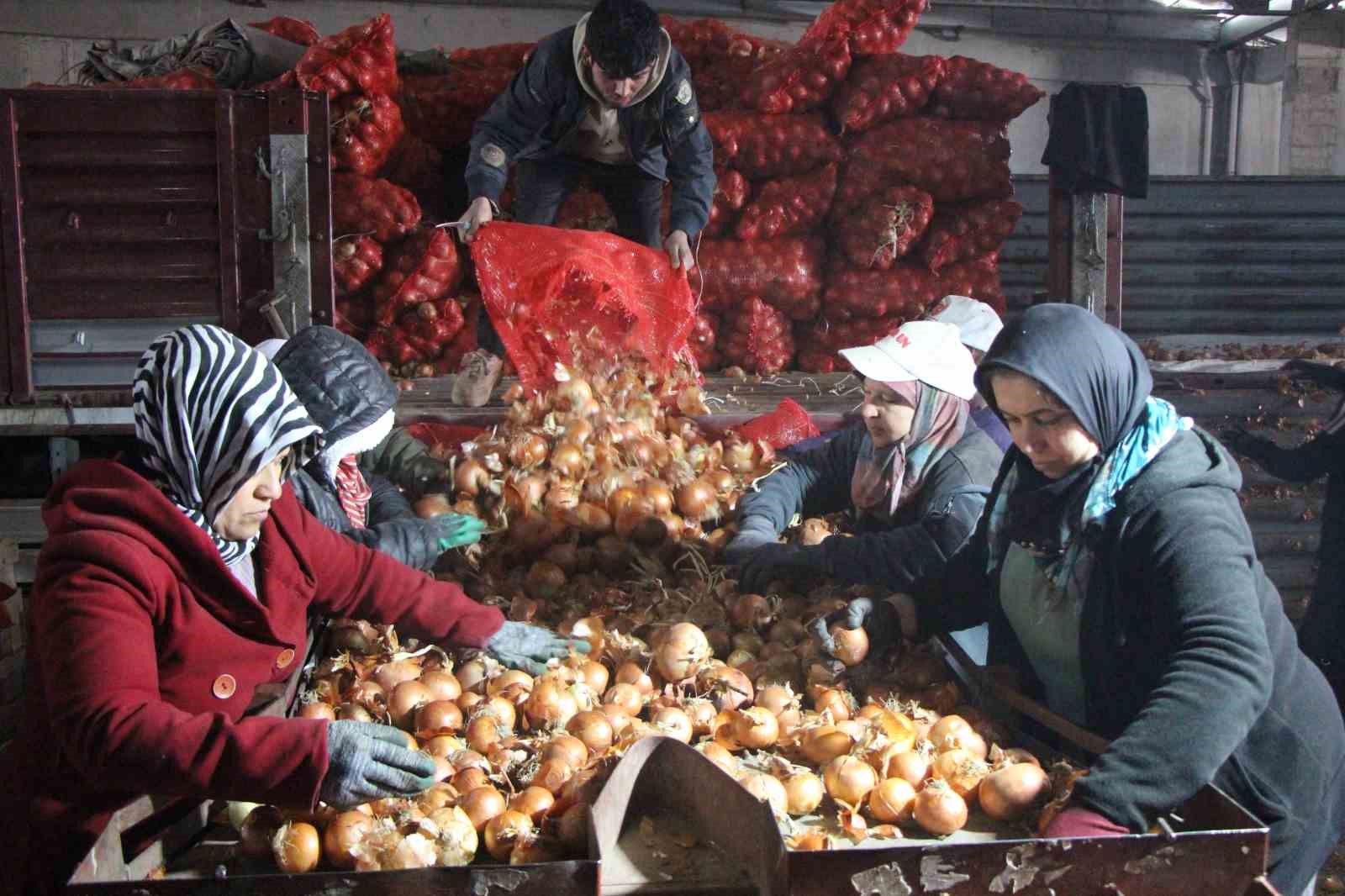 pazarin en ucuzu sogan amasyadan avrupaya gonderiliyor 2 9GJXdcNd