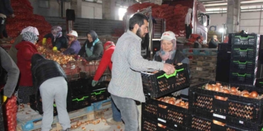 pazarin-en-ucuzu-sogan-amasyadan-avrupaya-gonderiliyor-enBjjg9m.jpg