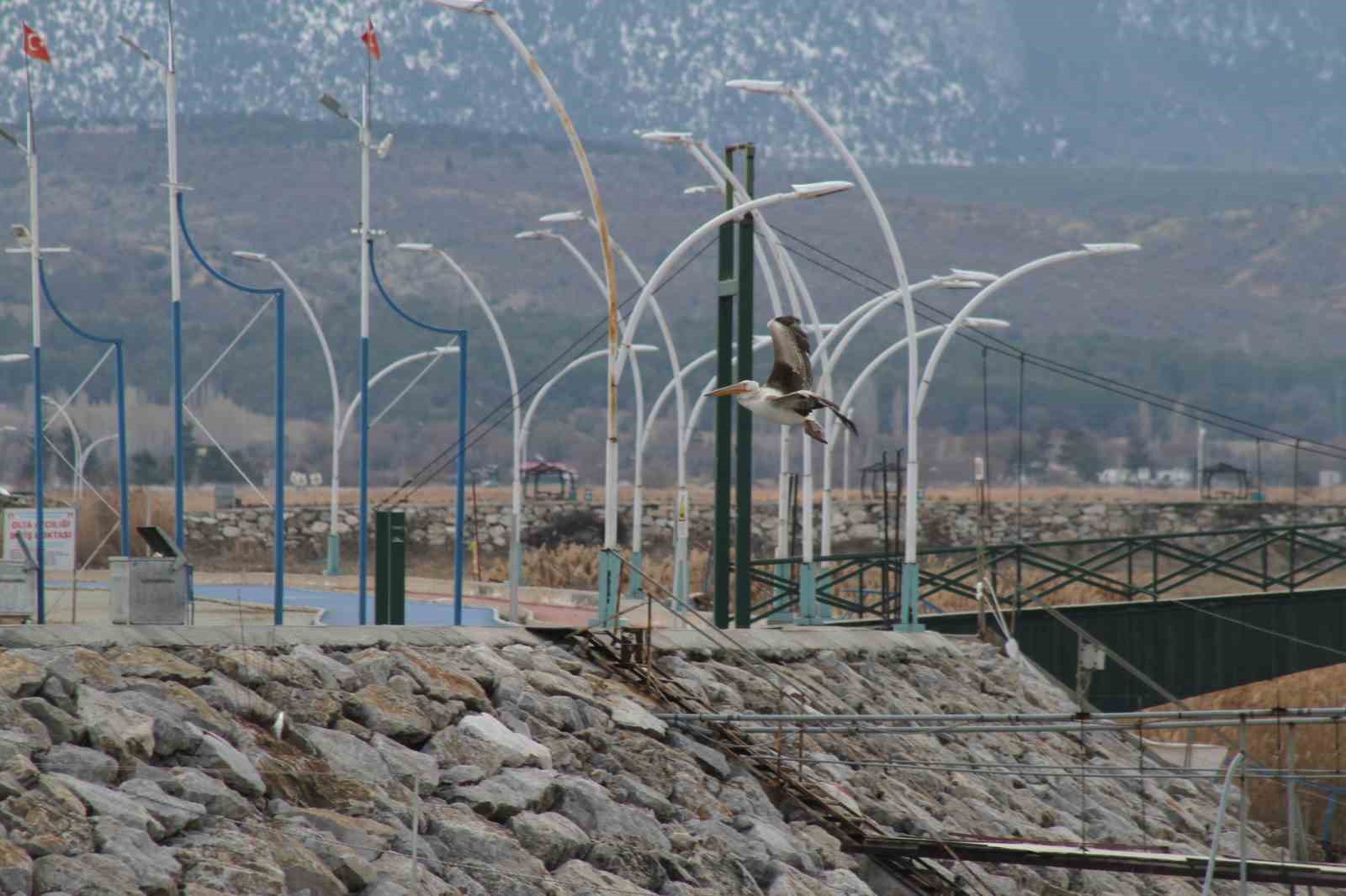 Pelikanlar, kıyıları buzla kaplanan gölde görüntülendi, kuş severler kıyıya akın etti 5 pelikanlar kiyilari buzla kaplanan golde goruntulendi kus severler kiyiya akin etti 1 YthOqa7S