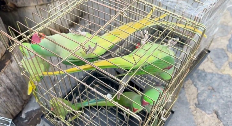 petshop denetiminde 39 papagana el konuldu 0 CBhsE5AO
