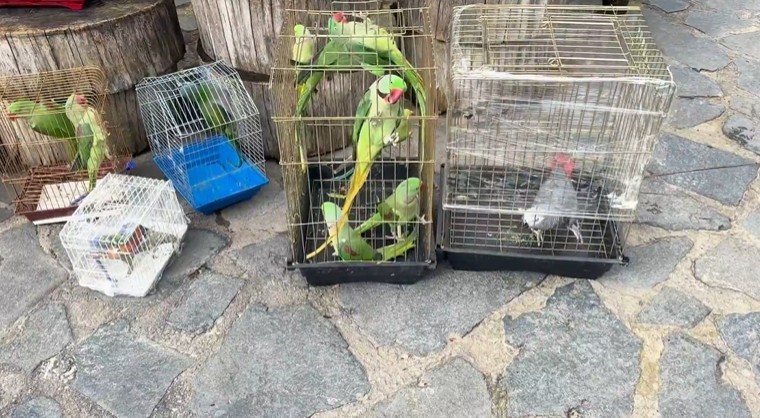 petshop denetiminde 39 papagana el konuldu 1 LlcqzlFZ