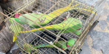 petshop-denetiminde-39-papagana-el-konuldu-UsNlDBjK.jpg
