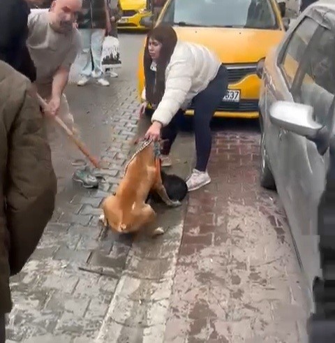 pitbull saldirisi kameraya yansidi kopek barinaga alindi 0 FtHH48fJ