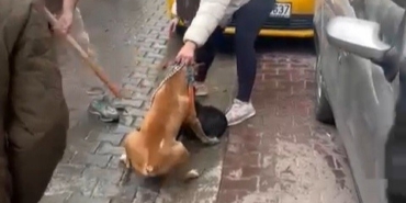 pitbull-saldirisi-kameraya-yansidi-kopek-barinaga-alindi-W1uZHzNC.jpg