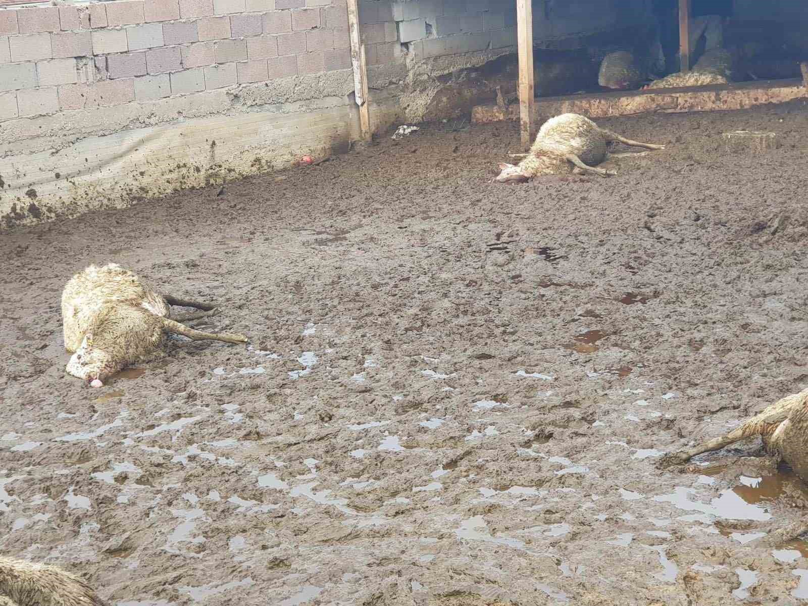 polatlida kurt saldirisi 15 koyun telef oldu 0 nmW8GtSz