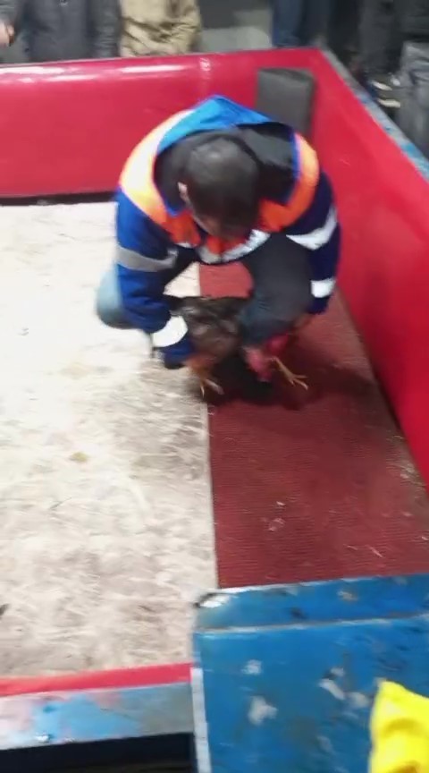 Polis, temizlik işçisi kılığına girerek horoz dövüşünü ortaya çıkardı 6 polis temizlik iscisi kiligina girerek horoz dovusunu ortaya cikardi 2 H3CKNTuH