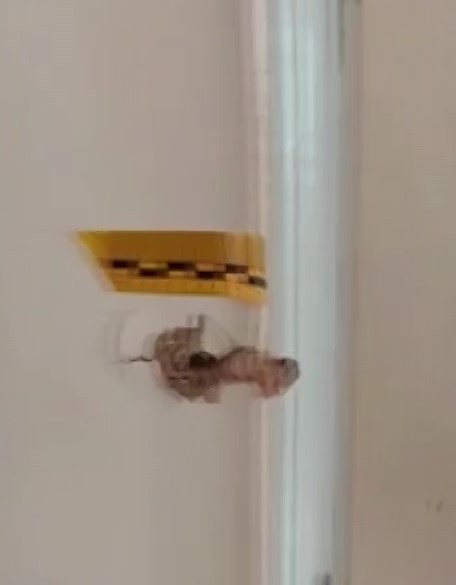 polisiz diyerek eve giren supheliler anne ile oglunu vurdu 4