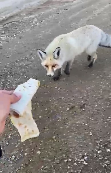 pomza ocaginin maskotu tilki 3 yillik sira disi dostluk 2
