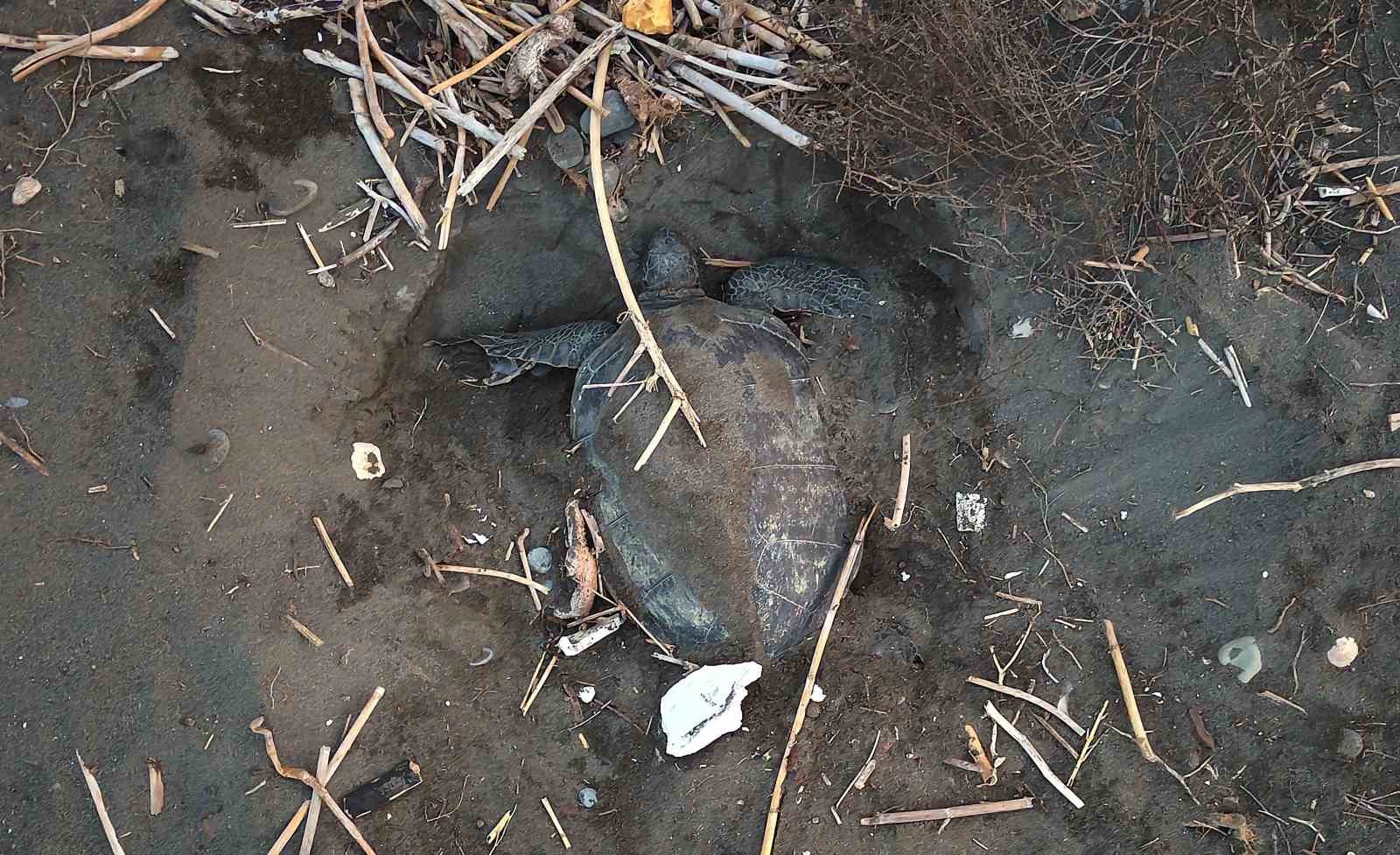 populasyonu artiyor caretta carettalarin yuvalamasi gec basladi yogun suruyor 0 mqhWpOHR