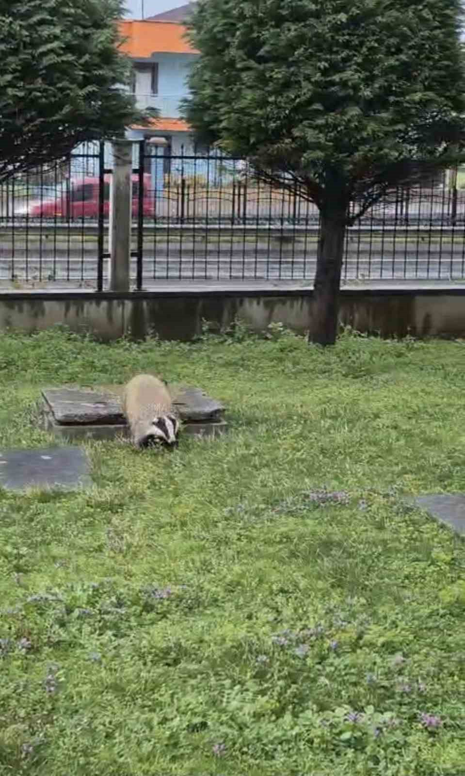 porsuk yanlislikla site bahcesine girerse 2