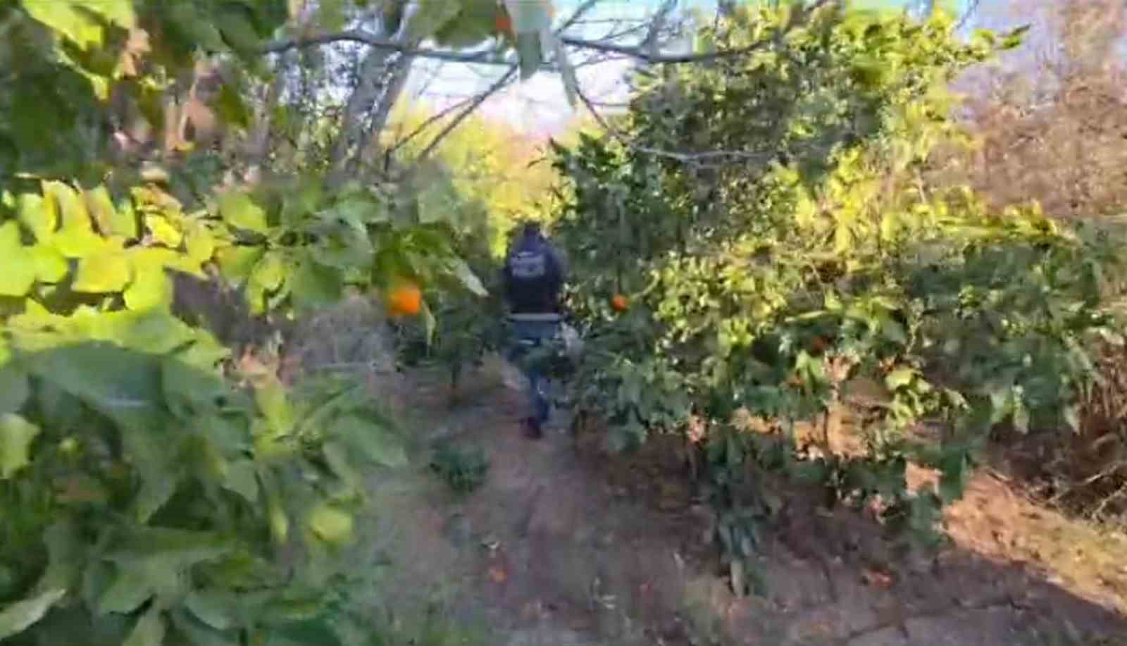 Portakal bahçesinde gerçekleşen uyuşturucu alışverişine polis ekiplerinden baskın: 175 kilogram kimyasal uyuşturucu ham maddesi ele geçirildi 5 portakal bahcesinde gerceklesen uyusturucu alisverisine polis ekiplerinden baskin 175 kilogram kimyasal uyusturucu ham maddesi igElhgGS