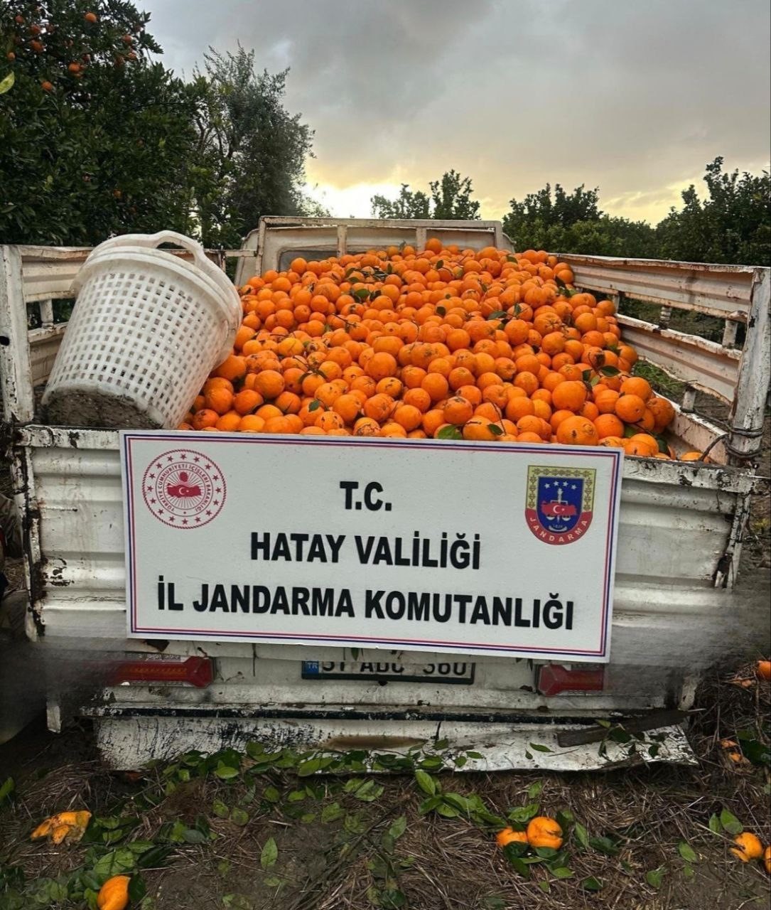 portakal calarken sucustu yakalanan 5 sahis yakalandi 3