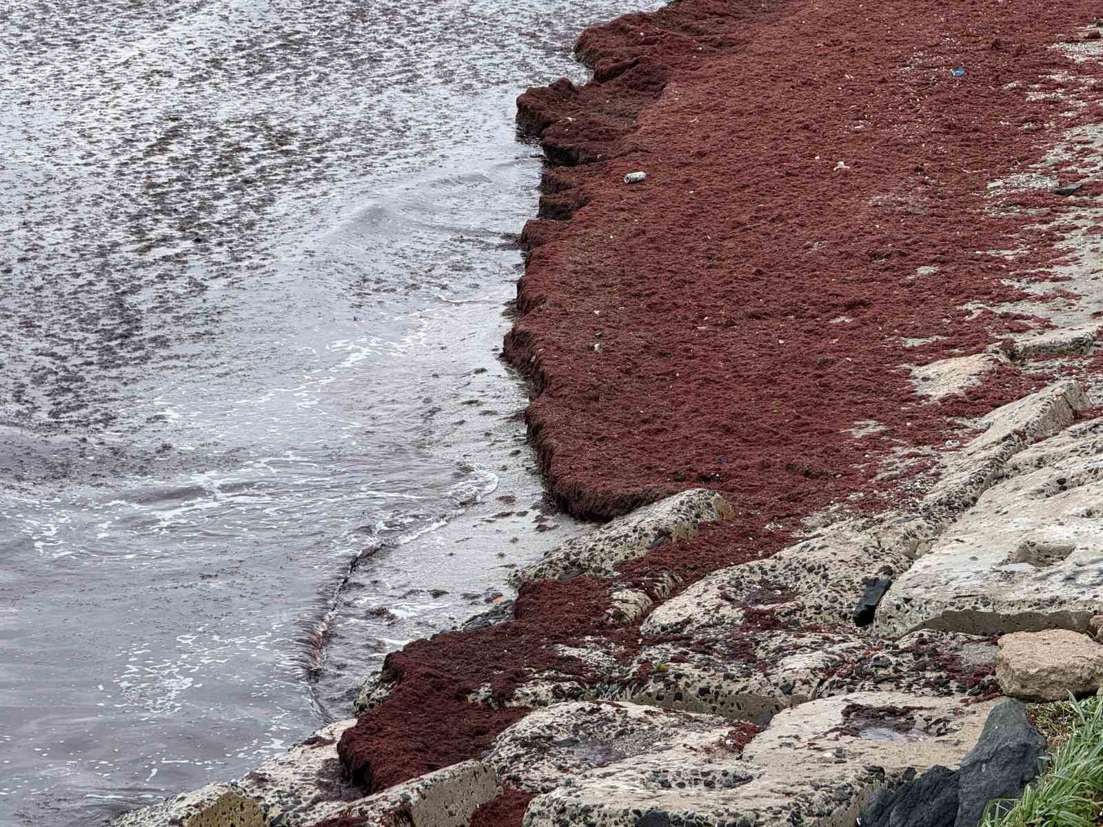 poyraz sahili kirmiziya boyadi 1